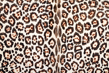 Image showing closeup of leopard fur