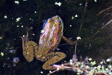 Image showing closeup shot of a frog