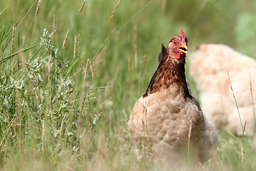 Image showing colorful hen running in the grass