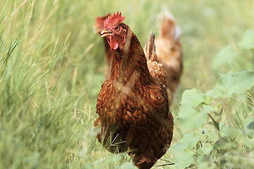 Image showing colorful hen running