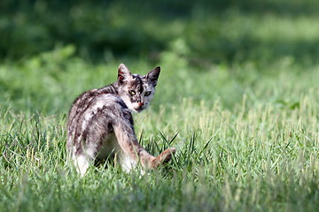 Image showing curious kitten in the field