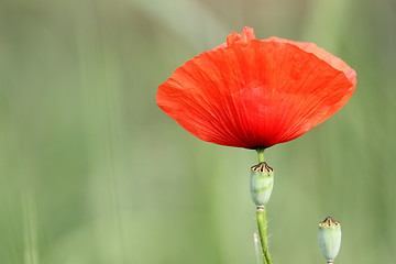 Image showing detail of a red poppy