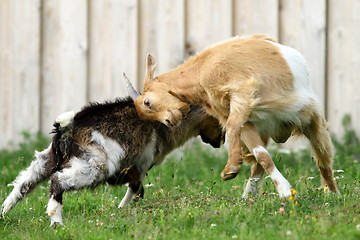 Image showing farm animals fighting