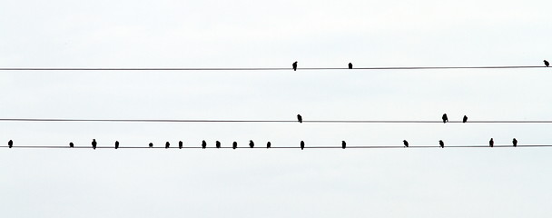 Image showing flock of starlings