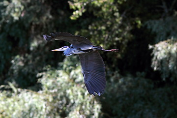 Image showing grey heron flying near the forest