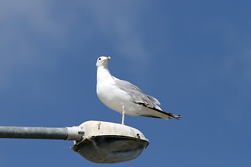 Image showing gull over blue sky