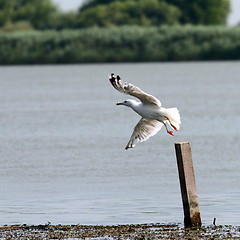 Image showing gull taking flight from a wooden pile