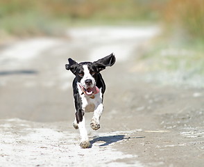 Image showing happy running dog