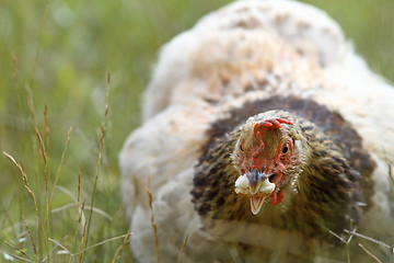 Image showing hen eating bread