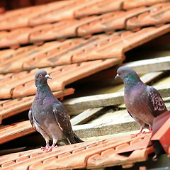 Image showing pair of pigeons on damaged roof