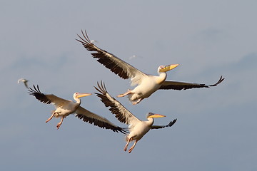 Image showing pelicans in flight