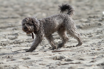 Image showing poodle on the beach