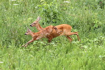 Image showing roe deer doe and calf jumping