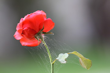 Image showing spider net on red rose