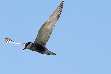 Image showing sterna hirundo in flight