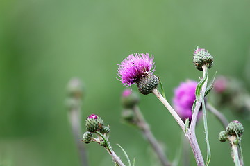 Image showing thistle in bloom