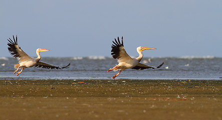 Image showing two pelicand in flight