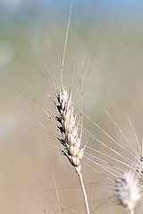 Image showing wheat plant in the field