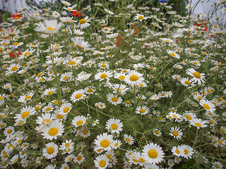 Image showing Camomile flower