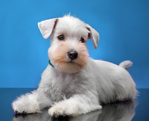 Image showing White miniature schnauzer puppy