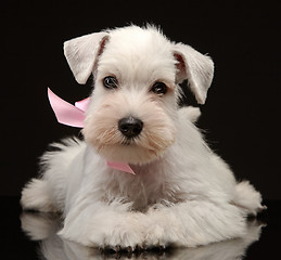 Image showing White miniature schnauzer puppy