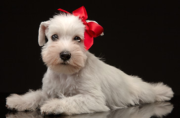 Image showing White miniature schnauzer puppy