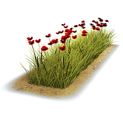 Image showing Poppies