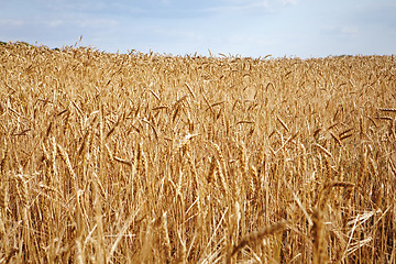 Image showing harvesting time