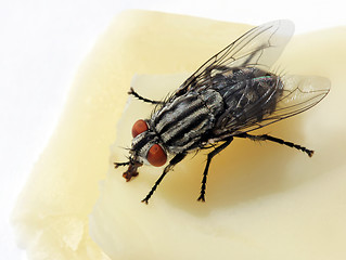Image showing Fly on a cheese