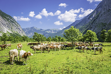 Image showing Herd of cows