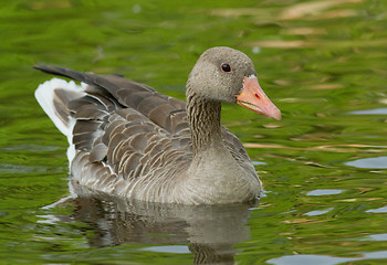 Image showing Greylag Goose