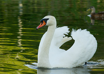 Image showing Muted Swan