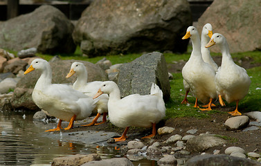 Image showing Ducks