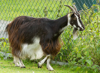 Image showing Goat