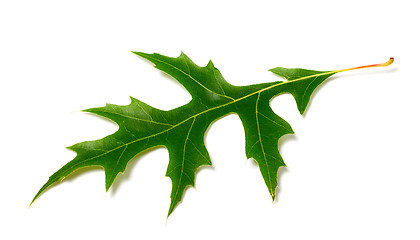 Image showing Green leaf of oak (Quercus palustris) on white background