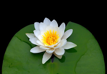 Image showing Victoria amazonica, water lily