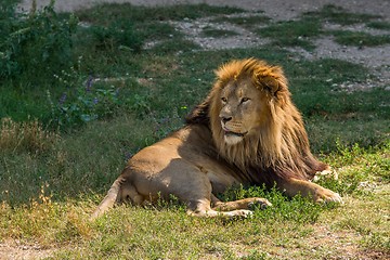 Image showing Male lion lying