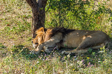 Image showing Sleeping lion