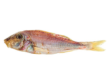 Image showing Salted and dried Red mullet fish