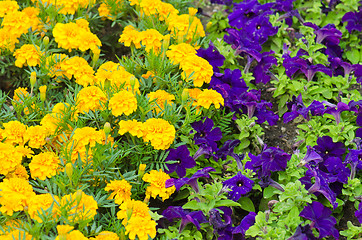 Image showing Background of multicolored flowers in summer  