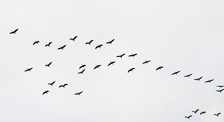 Image showing A flock of flying cranes in the sky  