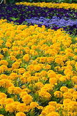 Image showing Background of multicolored flowers in summer  