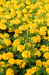 Image showing Background of multicolored flowers in summer  