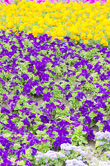 Image showing Background of multicolored flowers in summer  