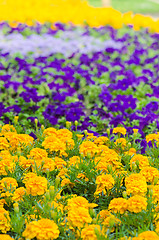 Image showing Background of multicolored flowers in summer  