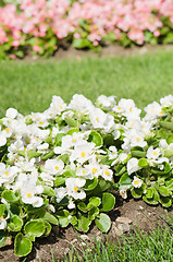 Image showing Background of multicolored flowers in summer  