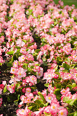 Image showing Background of multicolored flowers in summer  