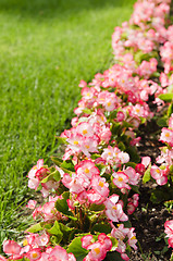 Image showing Background of multicolored flowers in summer  