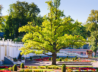 Image showing Oak of times of Great Peter in park Kadriorg. Tallinn