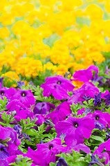 Image showing Background of multicolored flowers in summer  